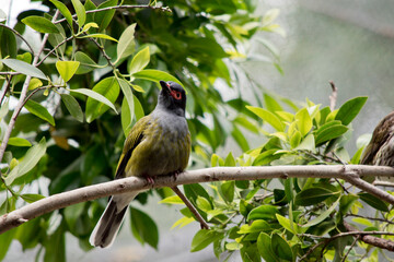 the figbird is perched in a bush resting
