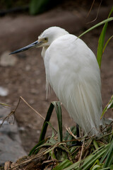 the little egret is standing on one leg on a bush