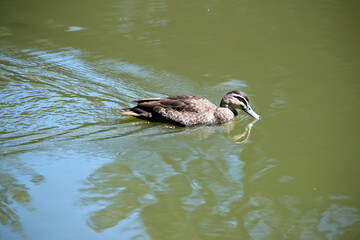 the pacific black duck is swimming in a lake