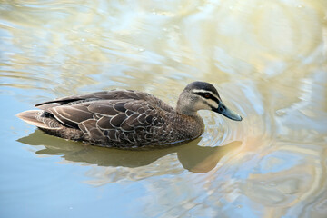 the pacific black duck is swimming in the lake