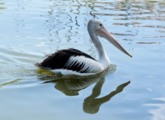 the Australian pelican is swimming in the lake