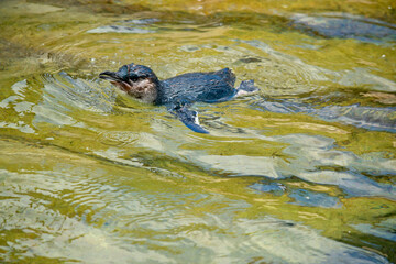 the penguin is swimming in the ocean