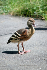 the plumed duck is walking on the path