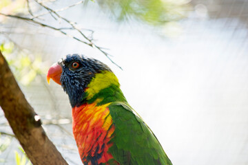 this is a side view of a rainbow lorikeet5