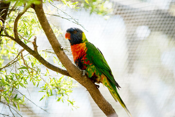 the rainbow lorikeet is perched in a tree