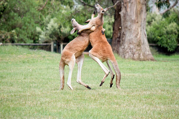 the male red kangaroos body is a shade of red fur his head is grey with a white muzzle, they are the tallest kangaroo