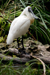 the royal spoonbill is resting on a tree branch