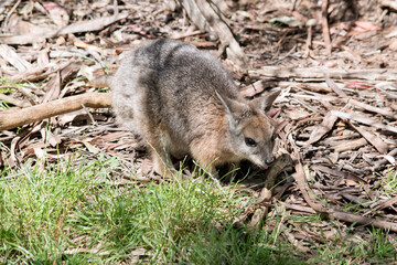 the tammar wallaby is hard to see as he blends in with the background