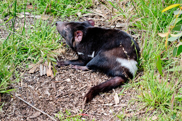 the Tasmanian devil is resting in the sun