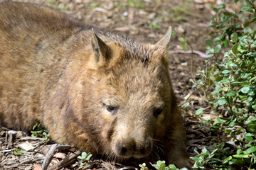 the hairy nosed wombat has brown fur and looks like a dog