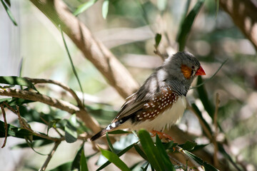 this is a side view of a zebra finch