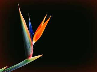 single stem of the bird of paradise flower
