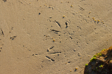 bird footprints in sand on beach.