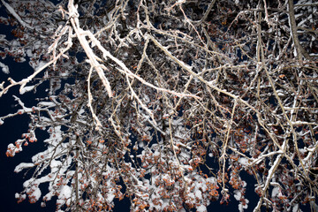 Branches of small paradise apples under the snow. Beautiful tree branches with bright fruits under the first snow. Autumn background with winter tree branches. copy space