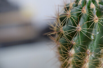 Cactus desde cerca 