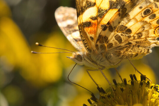 Butterfly Mylitta Crescent 16.jpg 

Phyciodes mylitta, the Mylitta crescent or Mylitta crescentspot, is a butterfly of the family Nymphalidae. It is found in western North America. The wingspan is 26-