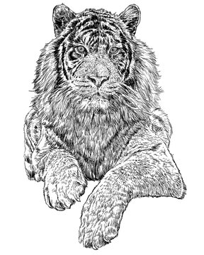 Crouching tiger hand drawn sketch black lines on white background vector