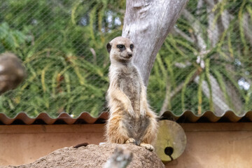 Fototapeta premium Meerkat at a local zoo