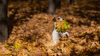 Jack Russell Terrier dog holding a yellow maple leaf on a walk in the autumn park. 