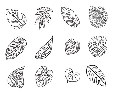 Tropical Plant Leaf Doodle Icon