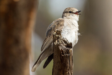 Jacky Winter in Victoria, Australia