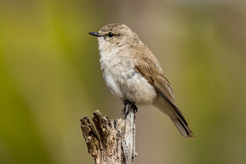 Jacky Winter in Victoria, Australia