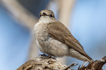 Jacky Winter in Victoria, Australia