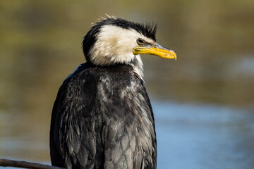 Little Pied Cormorant in Victoria, Australia