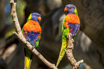 Rainbow Lorikeet in Victoria, Australia