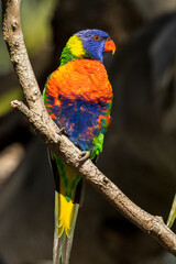 Rainbow Lorikeet in Victoria, Australia