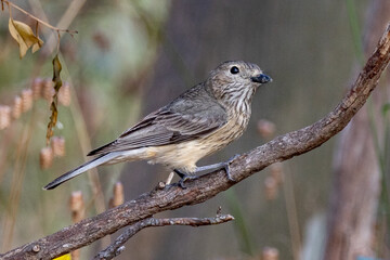 Female Rufous Whistler in Victoria, Australia