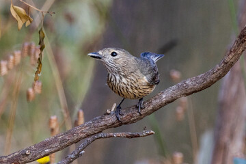 Female Rufous Whistler in Victoria, Australia