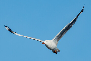Silver Gull in Victoria, Australia