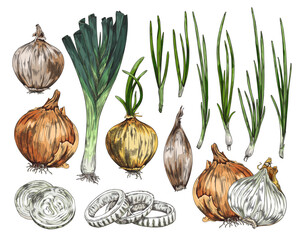 Onions such as bulb, spring onions and leeks sketch vector illustration isolated.