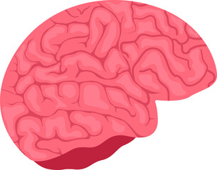 Brain . Internal organs of human .