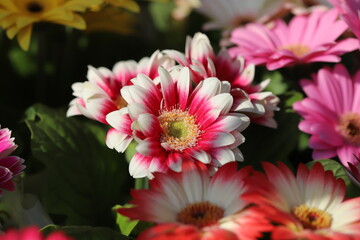 日本の早春の庭に咲く白と赤の複色のガーベラの花