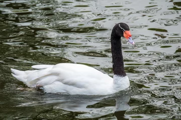 Foto op Aluminium The black-necked swan, Cygnus melancoryphus, is a swan that is the largest waterfowl native to South America. The body plumage is white with a black neck and head and greyish bill © Dmitrii Potashkin