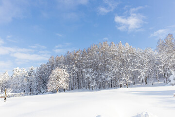 Fototapeta premium 朝の森の雪景色