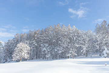 朝の森の雪景色