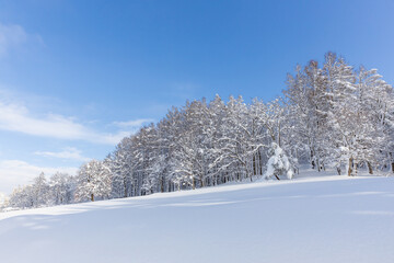 朝の森の雪景色