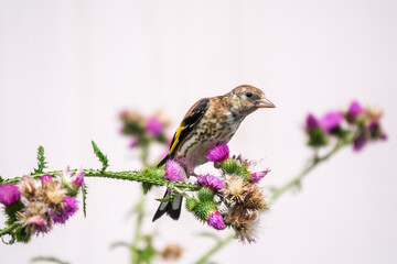European goldfinch with juvenile plumage, feeding on the seeds of thistles. Carduelis carduelis.