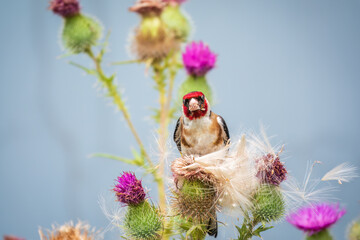 European goldfinch, feeding on the seeds of thistles. Carduelis carduelis.