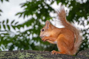 Young Squirrel sits on tree in summer. Eurasian red squirrel, Sciurus vulgaris.