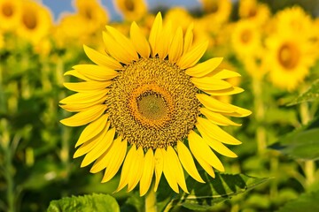 Yellow field with sunflowers.Big yellow sunflower against the blue sky.Sunflowers field at Lopburi, Thailand