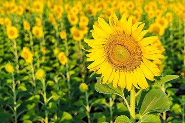 Yellow field with sunflowers.Big yellow sunflower against the blue sky.Sunflowers field at Lopburi, Thailand