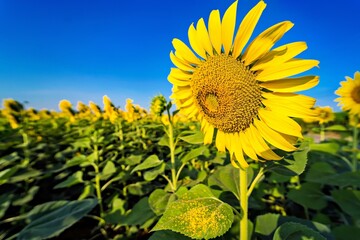 Yellow field with sunflowers.Big yellow sunflower against the blue sky.Sunflowers field at Lopburi, Thailand
