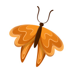 Tropical orange butterfly. Vector illustration of insect with multicolored wings. Cartoon animal isolated white. Fantasy, tattoo concept