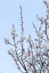 美しい花を咲かせ始める梅の木