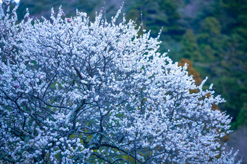 綺麗に咲いた梅の花 鳥取県 樗谿公園