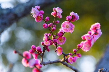 綺麗に咲いた梅の花 鳥取県 樗谿公園